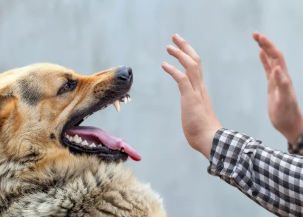 German Shepherd growls and threatens to bite man with his hands raised.