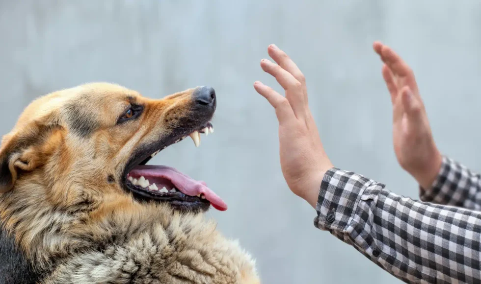 German Shepherd growls and threatens to bite man with his hands raised.