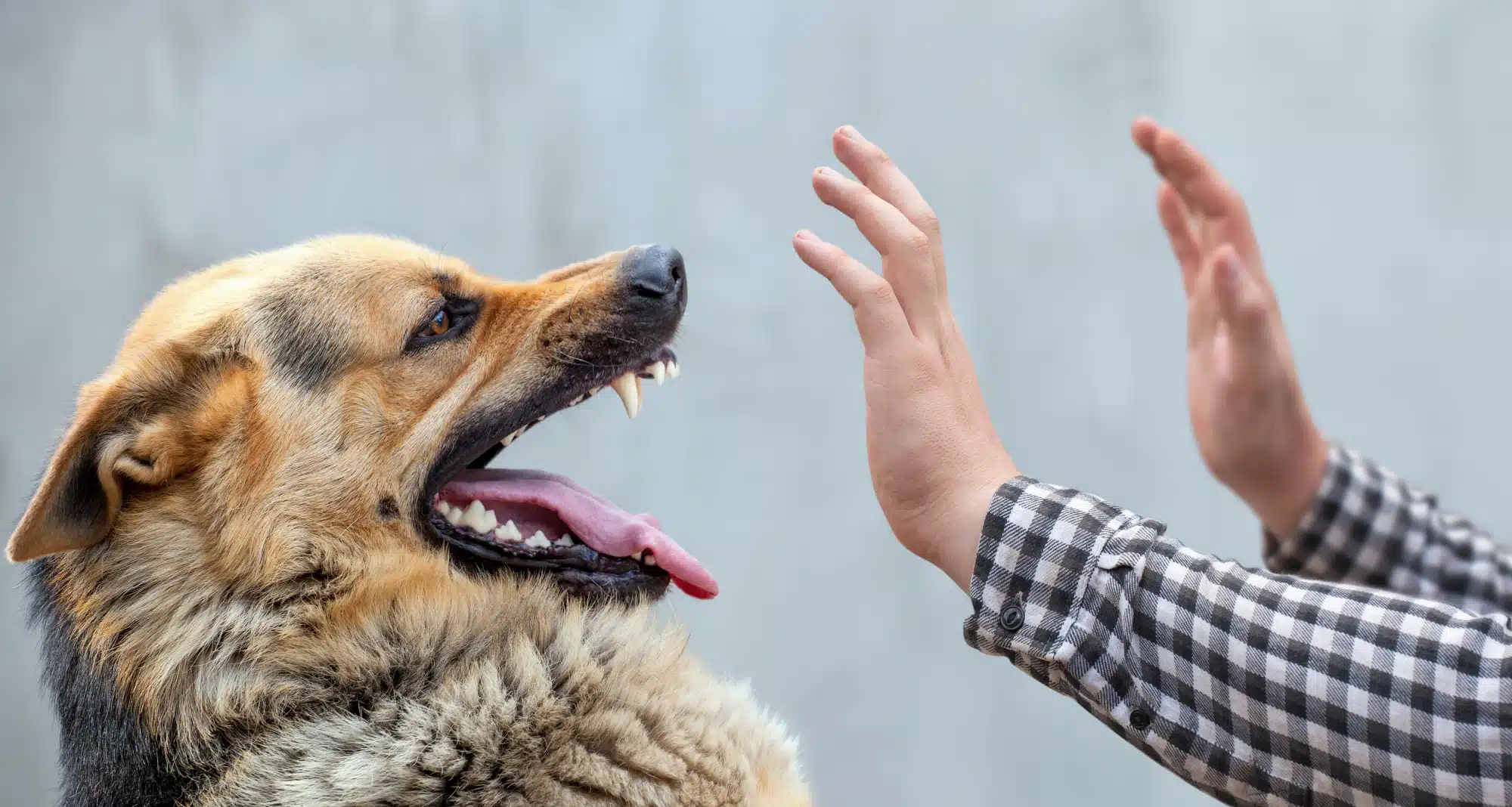 German Shepherd growls and threatens to bite man with his hands raised.