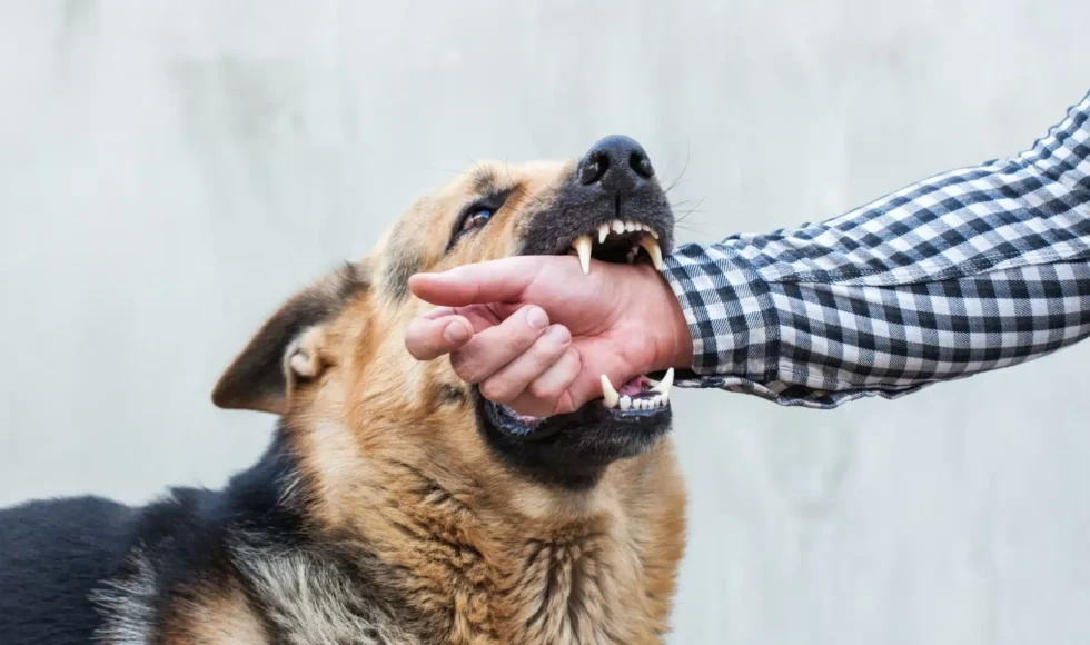 German shepherd biting a man's arm