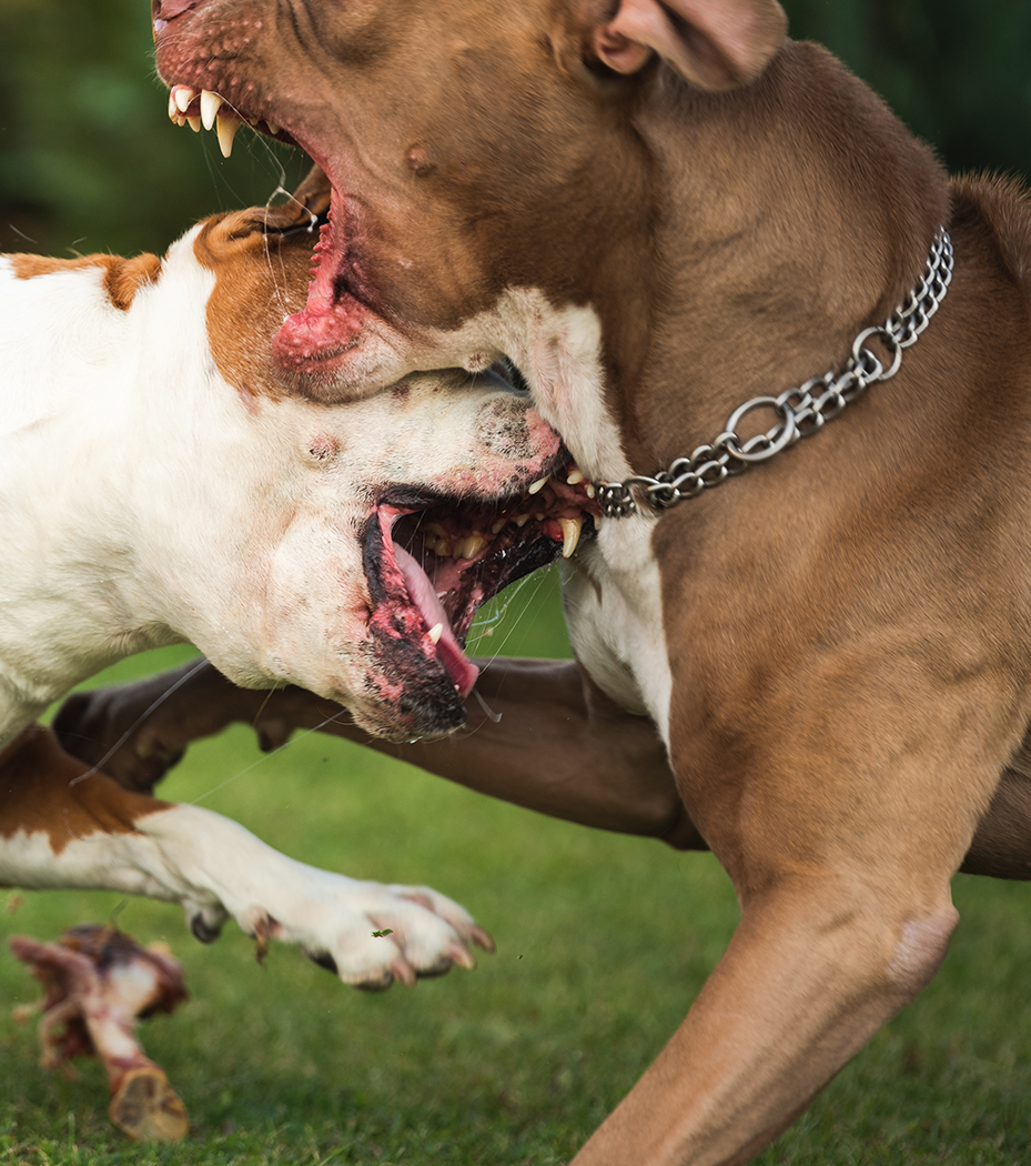 Houston Dog Bite Lawyer Houston Dog Bite Lawyer